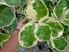 Ficus Lyrata Variegated - good rooting - Real Pictures.