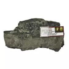 stigmaria fossil for sale