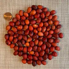 Mescal Beans - 100 - Texas mountain laurel seeds - for Native American jewelry