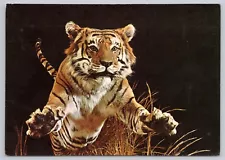 Postcard Bengal Tiger at the National Museum of Natural History Smithsonian