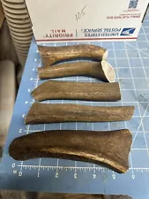 5 Pcs Elk antler/sheds antlers dog chews, Pen blanks crafts Lot 105