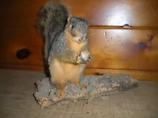 Vintage Mounted Squirrel with Acorn Taxidermy Tabletop Display