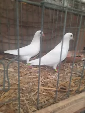 Pure White Performance Birmingham Roller Pigeons Fertile Hatching Eggs (2 Only)