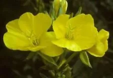 6 Common Evening Primrose Seedling Plants (2.5" Pots)