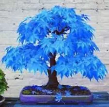 Rare Blue Maple Dwarf Tree Seeds for growing Garden home Tarrace