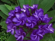 "SKY VIOLET" FRAGRANT PLUMERIA CUTTING 7-12 INCH WITH ROOTED PLANT FRESH