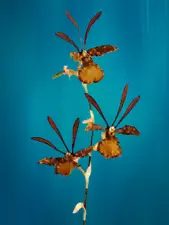 Artificial Zygopetalum orchid stem 254260