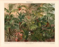 c1900 #1 TROPICAL HOUSE FOLIAGE PLANTS COLOR CHROMOLITHOGRAPH @10x13