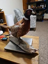 Vintage Pheasant taxidermy standing mount beautiful colors excellent Condition