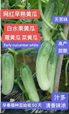 20+ county crispy juicy fruit cucumber white seeds 20多粒脆甜多汁白水果黄瓜霜黄瓜菜黄瓜种子2023年新种子