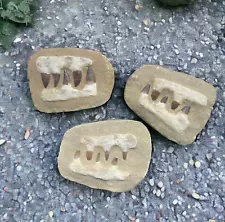 Mosasaur Fossil Jaw, Tooth, Teeth (1 pc)