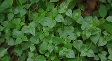 500 seeds peperomia pellucida ,herb