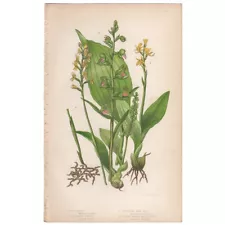 Anne Pratt antique 1860 botanical print Flowering Plants 211 Bog Orchis