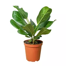 ficus for sale