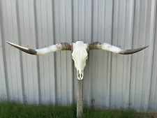 LONGHORN STEER SKULL 5 FEET 3 1/2" WIDE POLISHED BULL HORN MOUNTED new COW HEAD