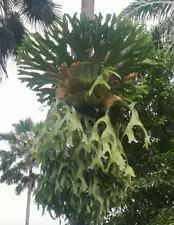 Staghorn Fern Platycerium Holttumii rare tropical plant