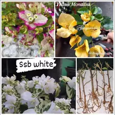 3 Rooted Cutting Bougainvillea Flowering Plant SSB White, Yellow & Chithra